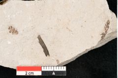 Foto (Detailansicht) von Glyptostrobus europaeus Brongniart (NHMW-GEO-2024-0188-6750)